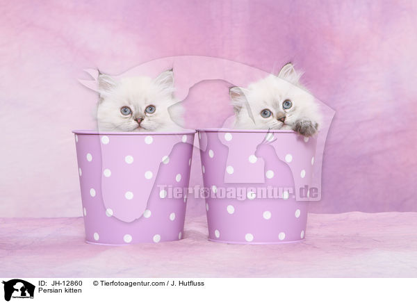 Persian kitten / JH-12860