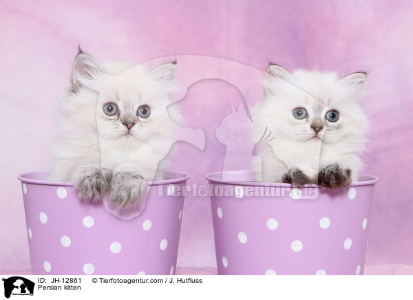 Persian kitten / JH-12861