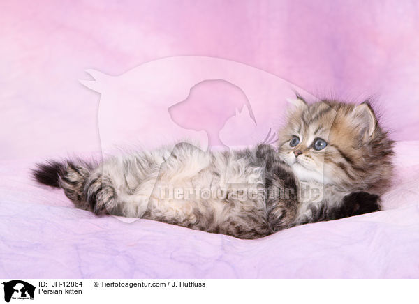 Persian kitten / JH-12864