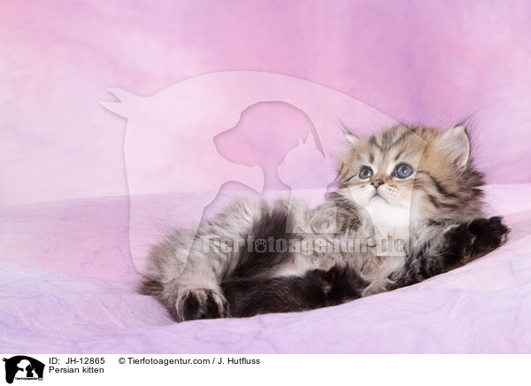 Persian kitten / JH-12865