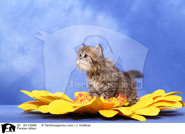 Persian kitten / JH-12866