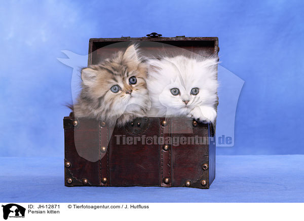 Persian kitten / JH-12871