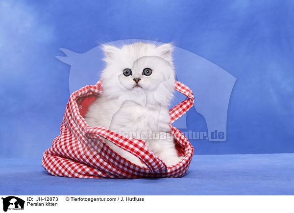 Persian kitten / JH-12873