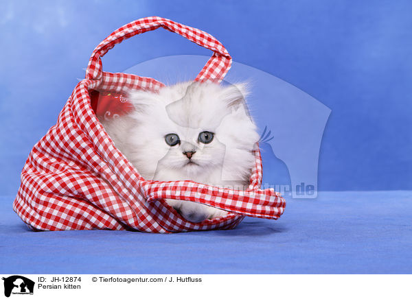 Persian kitten / JH-12874