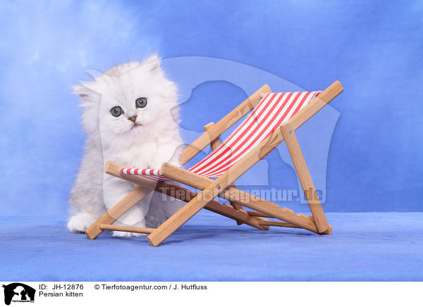 Perserktzchen / Persian kitten / JH-12876