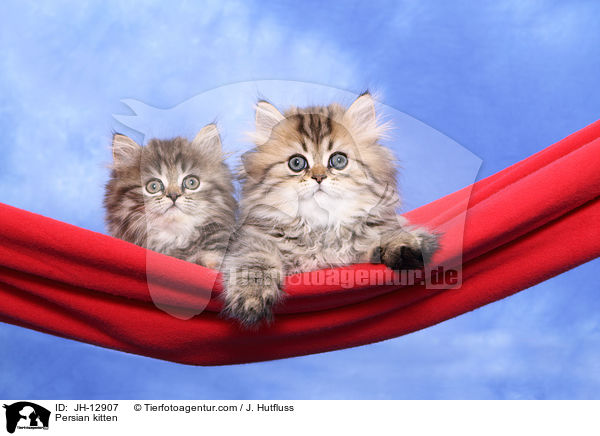 Persian kitten / JH-12907