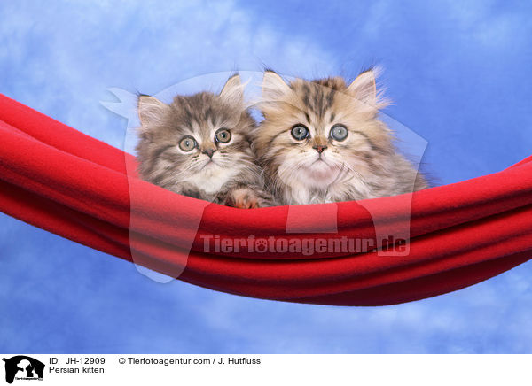 Persian kitten / JH-12909