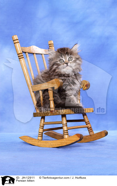 Persian kitten / JH-12911