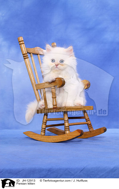 Persian kitten / JH-12913
