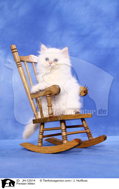 Persian kitten / JH-12914