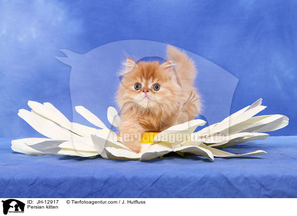 Persian kitten / JH-12917