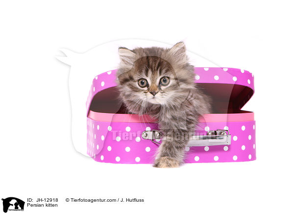 Persian kitten / JH-12918