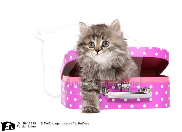 Persian kitten / JH-12919
