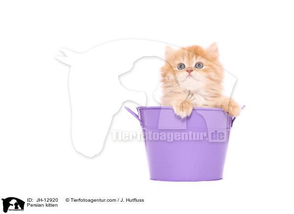 Persian kitten / JH-12920