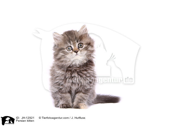 Persian kitten / JH-12921