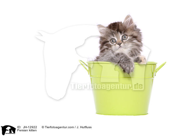 Persian kitten / JH-12922