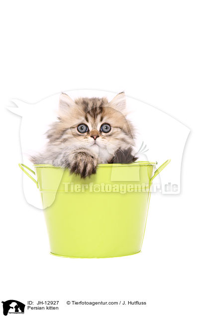 Persian kitten / JH-12927