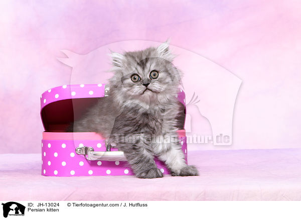 Persian kitten / JH-13024