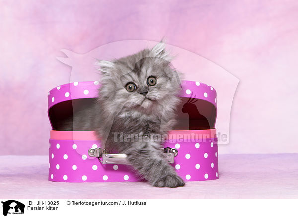 Persian kitten / JH-13025
