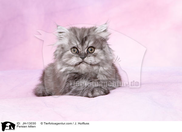 Persian kitten / JH-13030