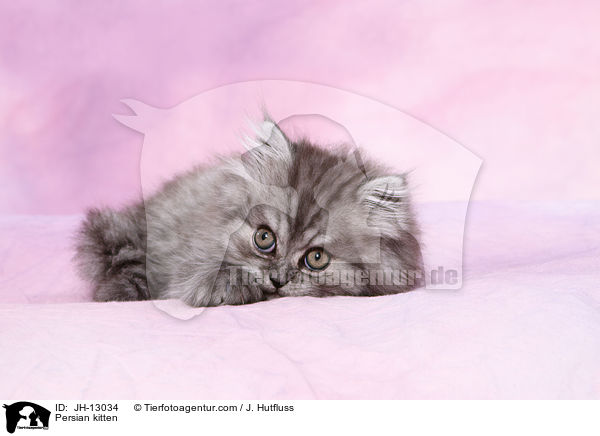 Persian kitten / JH-13034