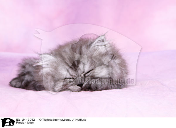 Persian kitten / JH-13042
