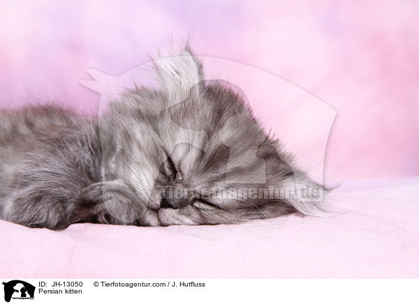 Persian kitten / JH-13050