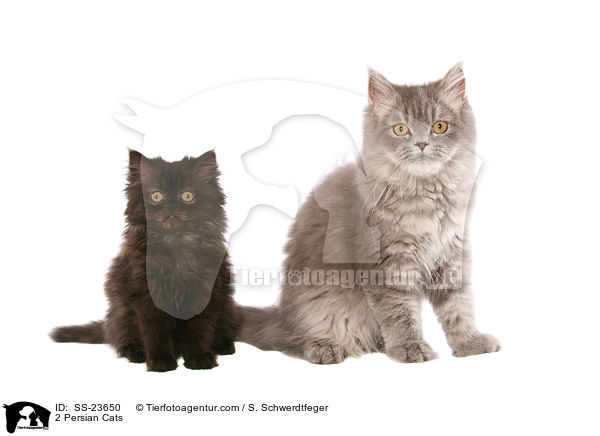 2 Persian Cats / SS-23650