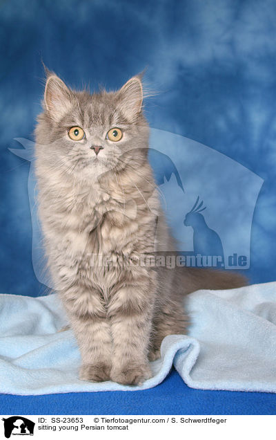 sitting young Persian tomcat / SS-23653