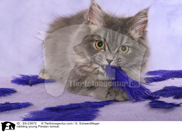 nibbling young Persian tomcat / SS-23672