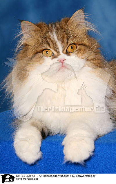 lying Persian cat / SS-23678