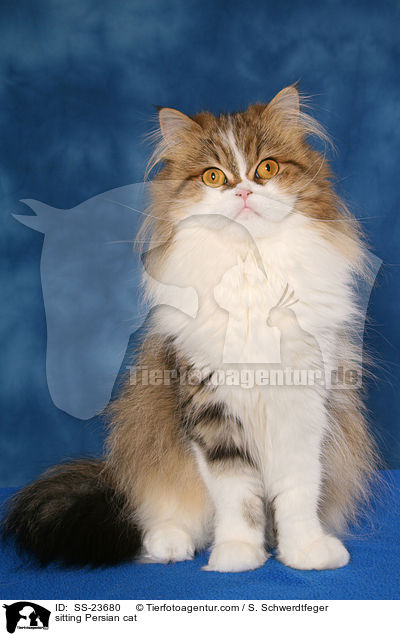 sitting Persian cat / SS-23680