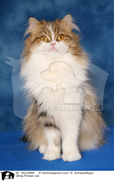 sitting Persian cat / SS-23684
