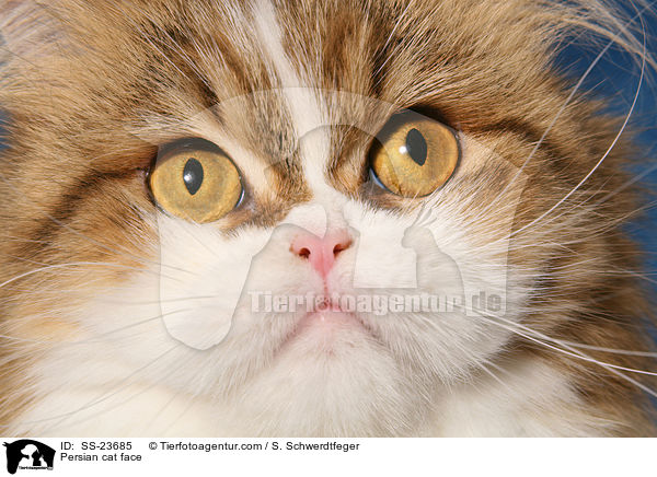 Persian cat face / SS-23685