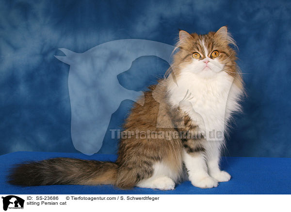 sitting Persian cat / SS-23686