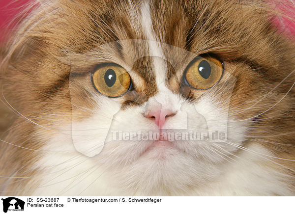 Persian cat face / SS-23687