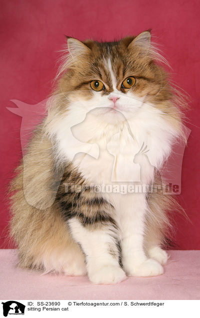 sitting Persian cat / SS-23690