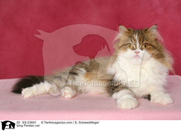 lying Persian cat / SS-23691