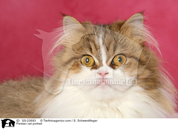 Persian cat portrait / SS-23693