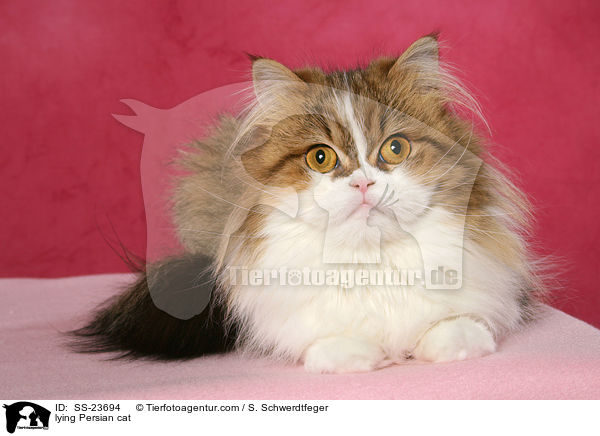 lying Persian cat / SS-23694