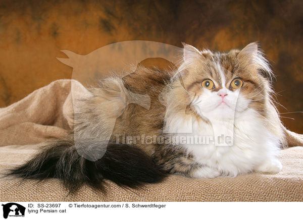 lying Persian cat / SS-23697