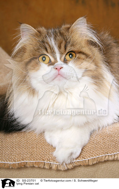 lying Persian cat / SS-23701