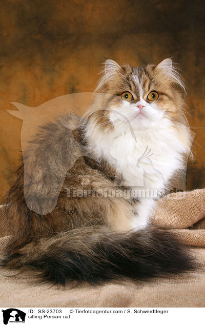 sitting Persian cat / SS-23703