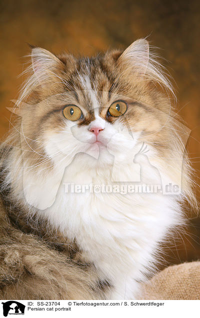 Persian cat portrait / SS-23704