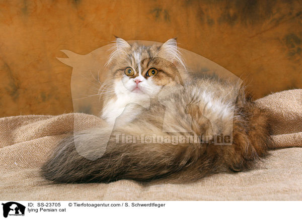 lying Persian cat / SS-23705
