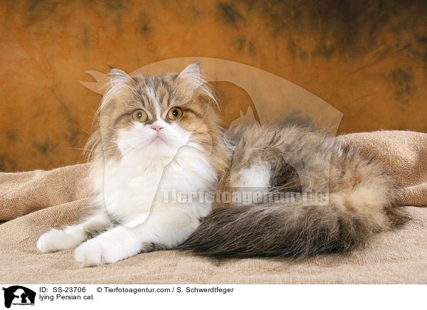 lying Persian cat / SS-23706