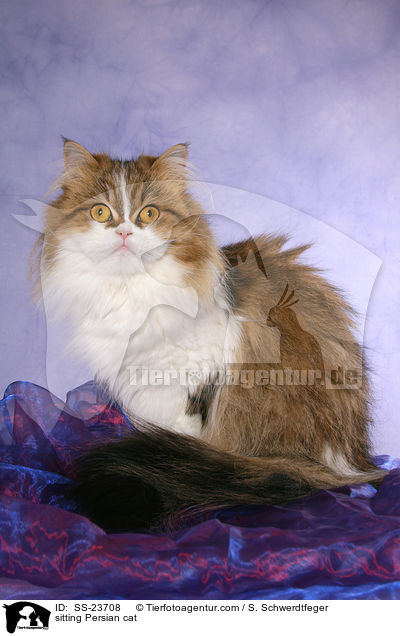 sitting Persian cat / SS-23708