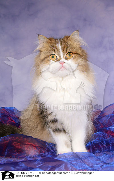 sitting Persian cat / SS-23710