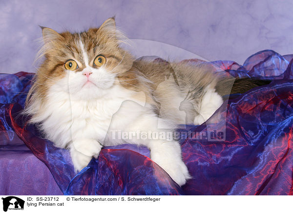 liegender Perser / lying Persian cat / SS-23712