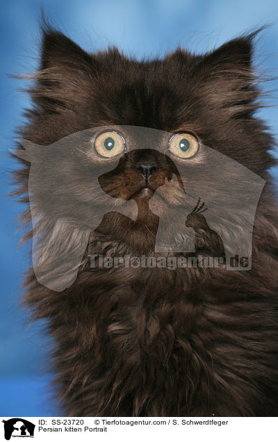 Persian kitten Portrait / SS-23720